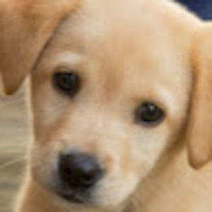 Meet your Posher, Dylan